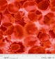 108" Wide Opalescense Red Remnant 26" x 108" - OPAL 04687 R - P & B Textiles - Nebraska Quilt Company - PC260996