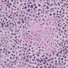 Meadow Hues Floral Dot Lavender Purple - 122425405 - Island Batik - Nebraska Quilt Company - F2403197