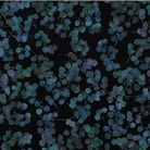 Bali Batik Breeze Eucalyptus Black Blue - V2531 - 215 - Hoffman Fabrics - Nebraska Quilt Company - F08124