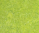 Ketan Lime Twist - 81000 - 710 - Banyan Batiks - Nebraska Quilt Company - F86319
